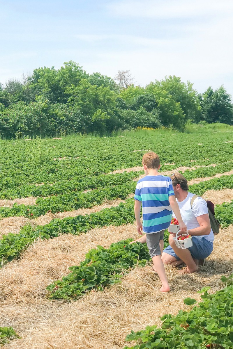 Ottawa Strawberry Picking