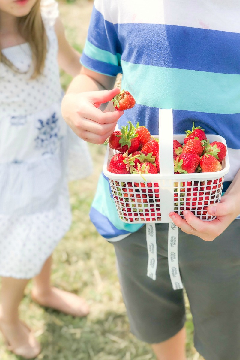 Strawberry picking in Ottawa