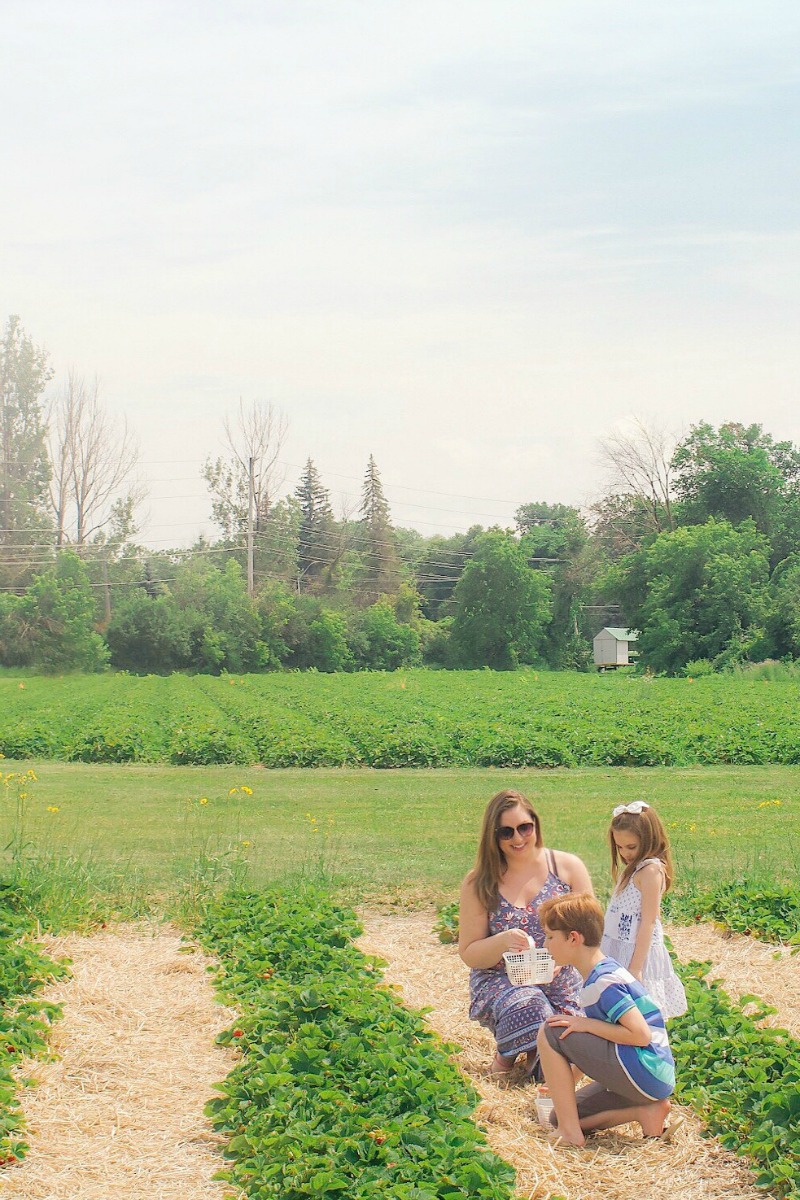 Strawberry picking in Ottawa