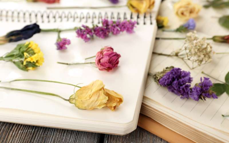 drying wildflowers in notebook