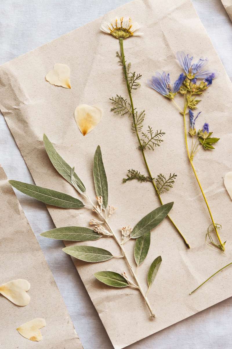 Drying Wildflowers: A Step-by-Step Guide