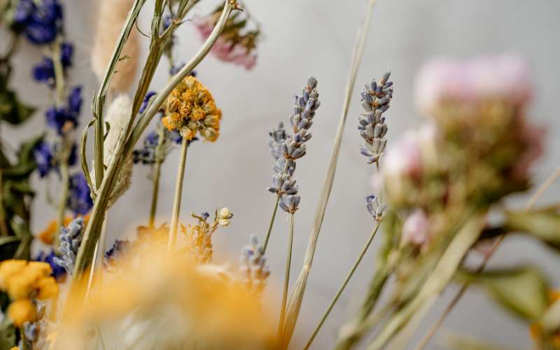 wildflowers to dry
